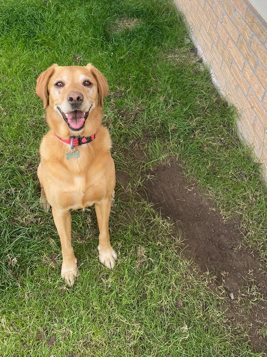 Tony the dog sitting happily on the grass next to a hole he has dug