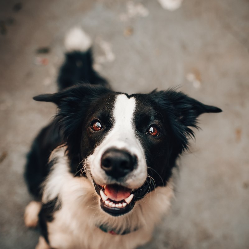 A dog looking up, stock photo for illustration