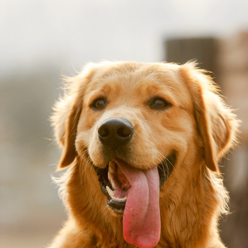 A dog with its tongue out, stock photo for illustration