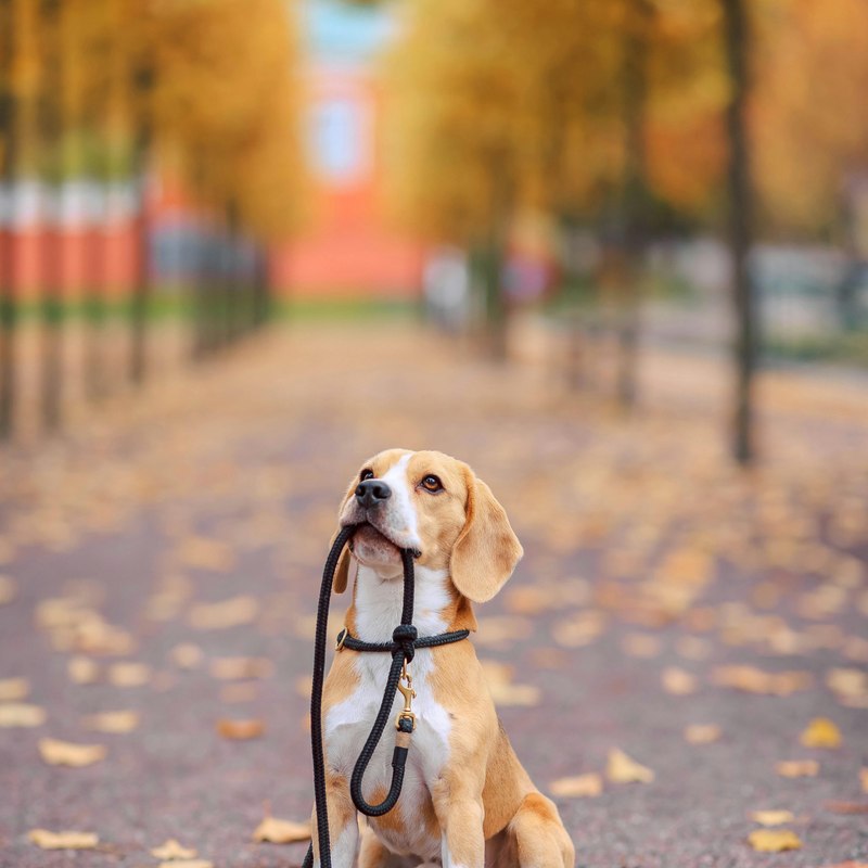 A dog holding its leash, stock photo for illustration