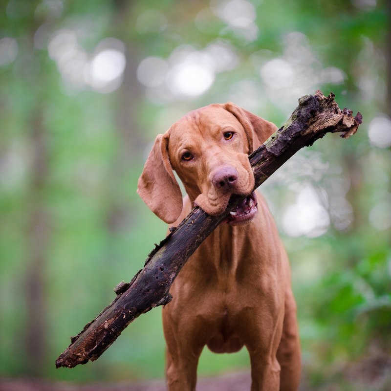 A dog carrying a stick, stock photo for illustration