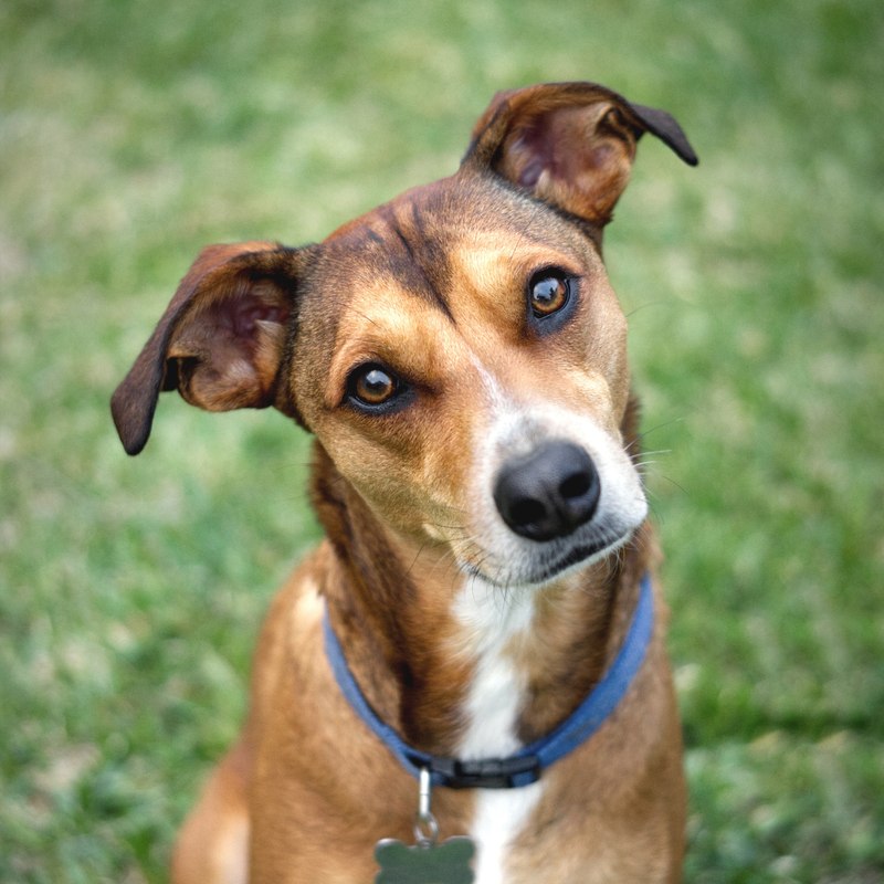 A dog looking at the camera, stock photo for illustration